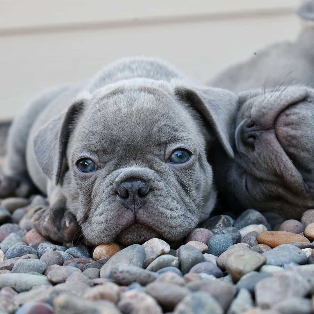 blue french bulldog for sale blue french bulldog for sale