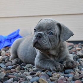 blue french bulldog for sale blue french bulldog for sale