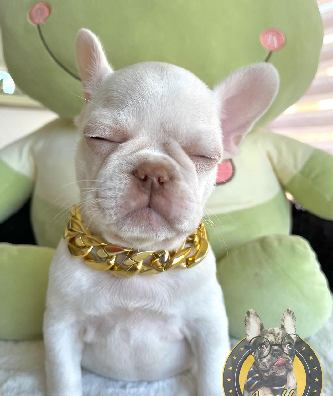 French bulldogs michigan French bulldogs michigan