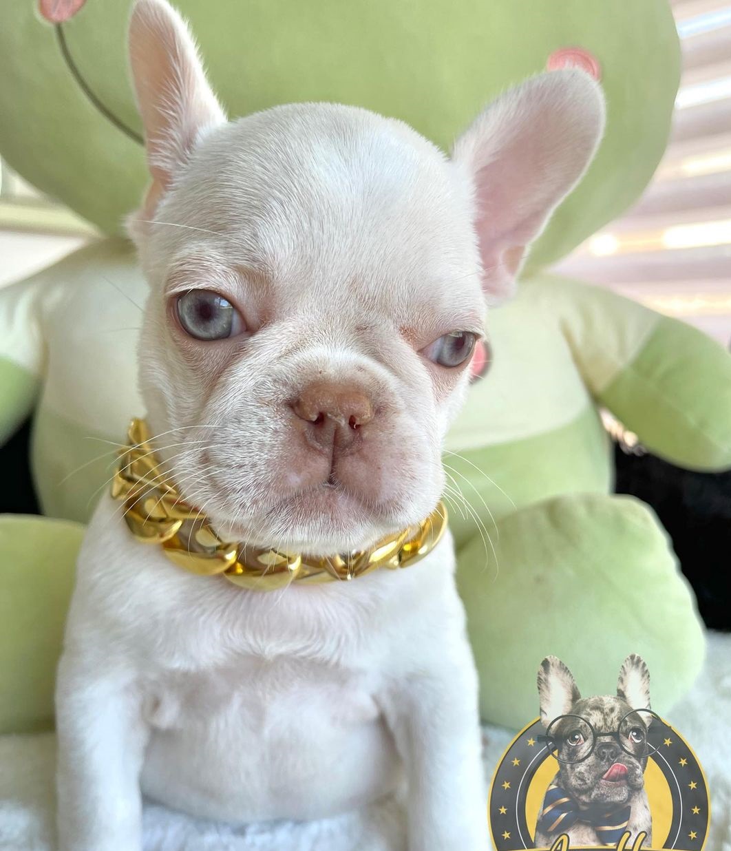 French bulldogs michigan French bulldogs michigan