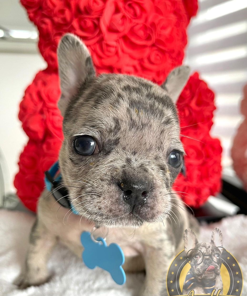 Where to buy a french bulldog Where to buy a french bulldog