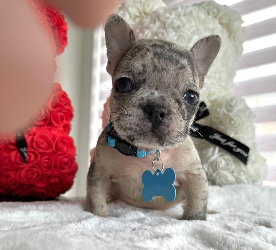Where to buy a french bulldog Where to buy a french bulldog