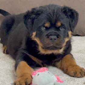 dogs for sale on craigslist near me