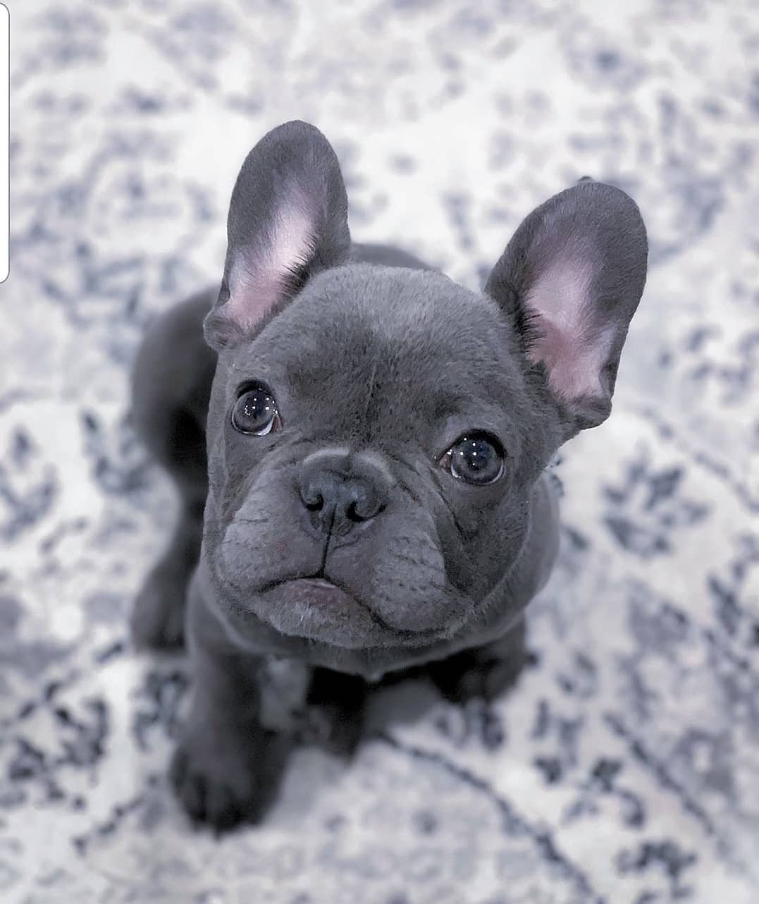 French bulldog for sale craigslist French bulldog for sale craigslist