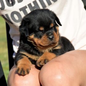 dogs for sale in nc on craigslist