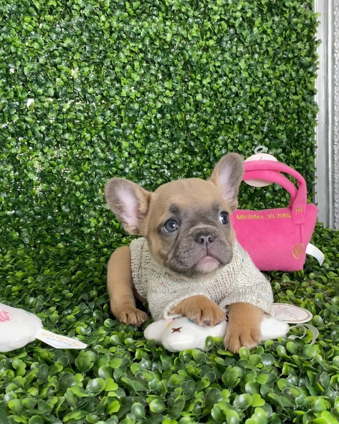 French bulldogs for sell French bulldogs for sell