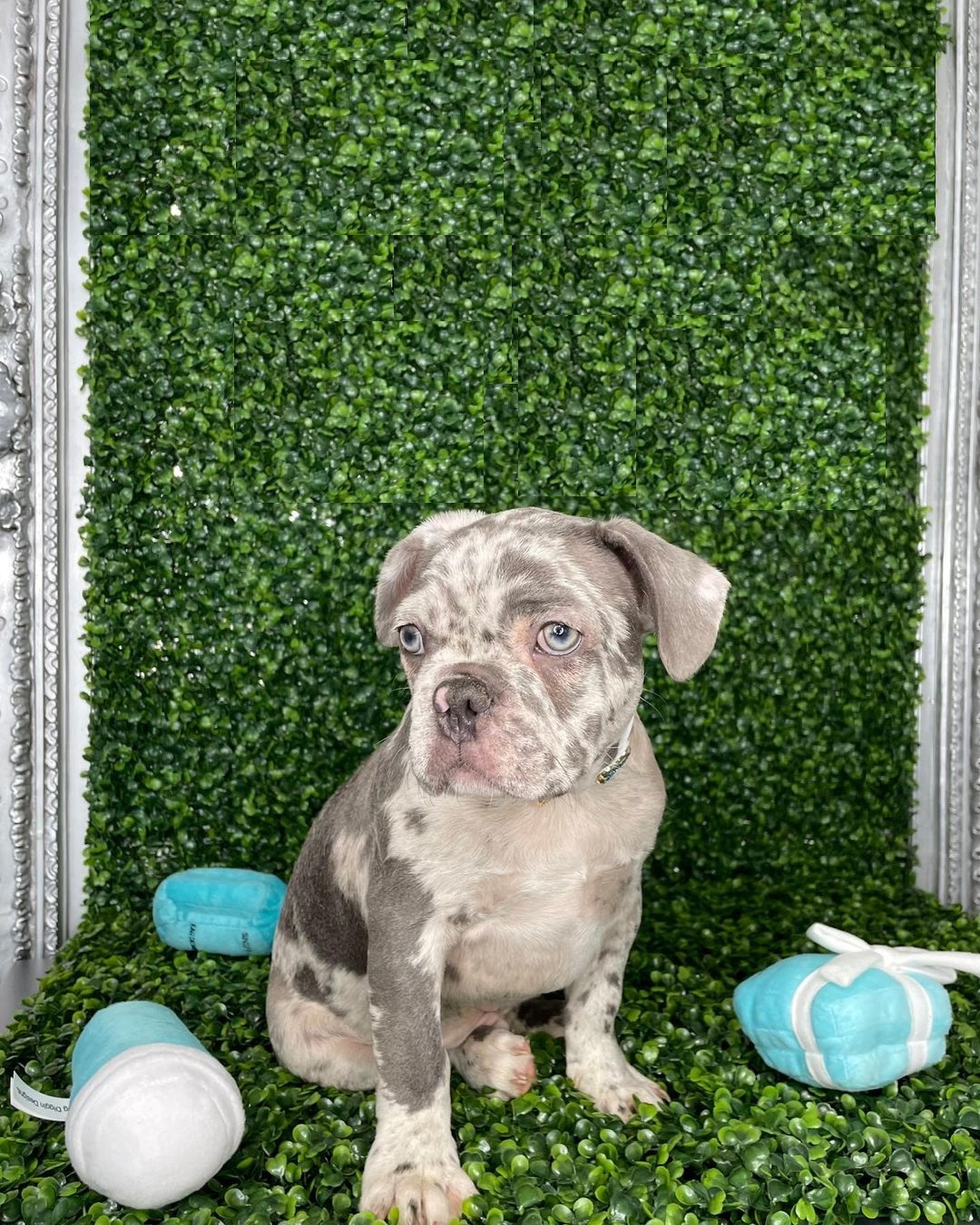 Merle french bulldog Merle french bulldog