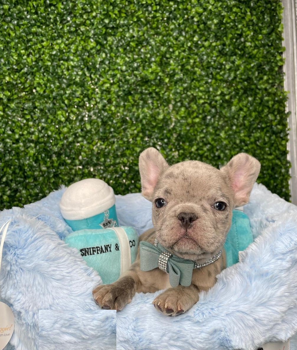 French bulldog price French bulldog price