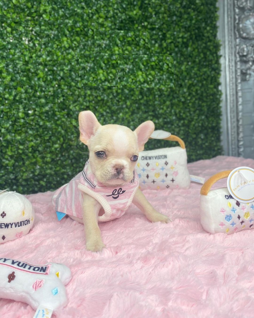 cream french bulldog cream french bulldog