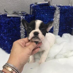 teacup french bulldog for sale