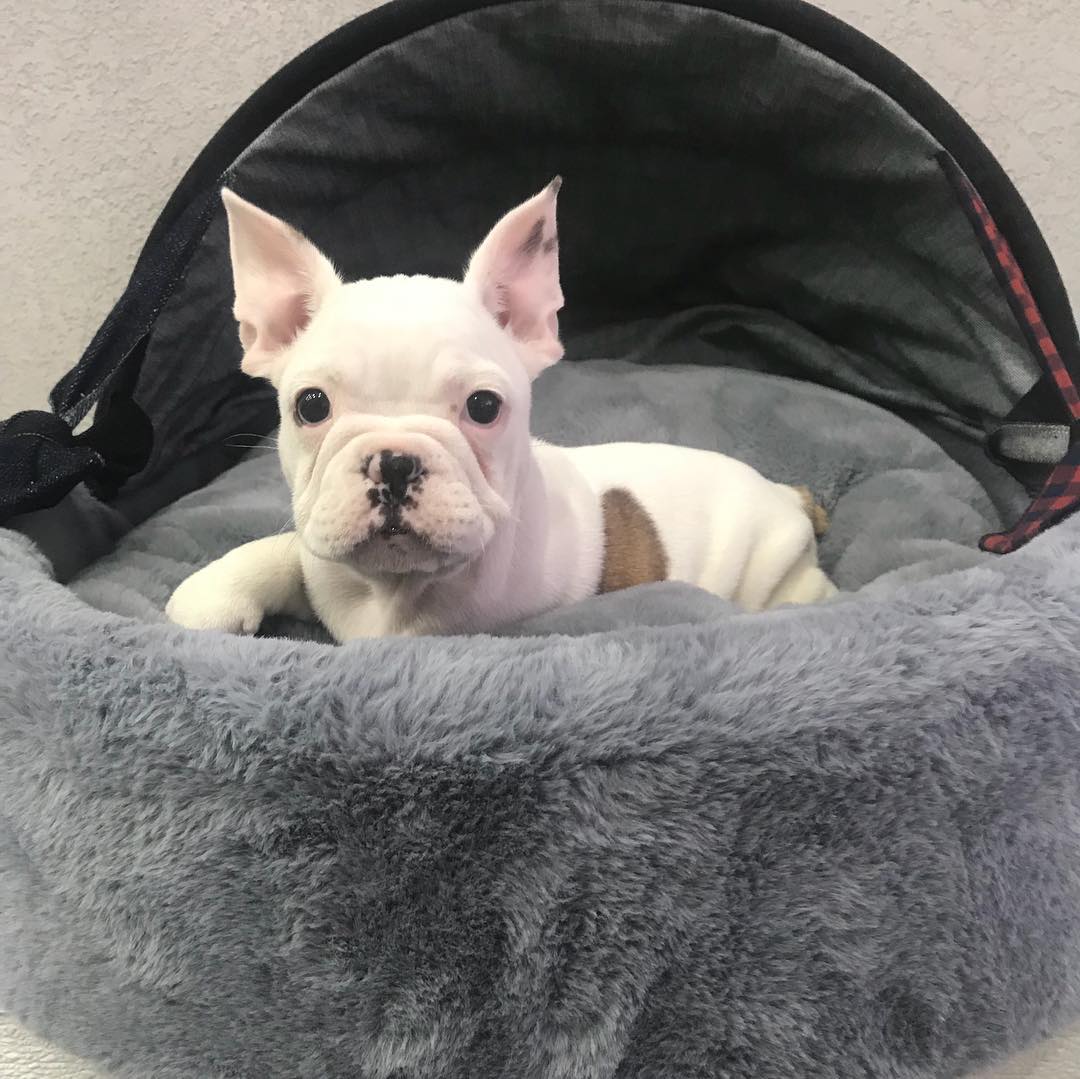 french bulldog puppies for sale in houston french bulldog puppies for sale in houston