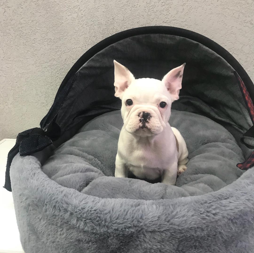 french bulldog puppies for sale in houston french bulldog puppies for sale in houston