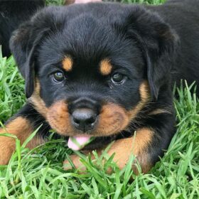 craigslist dogs for sale los angeles