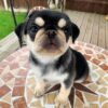 female pugs for sale near me