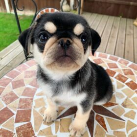female pugs for sale near me
