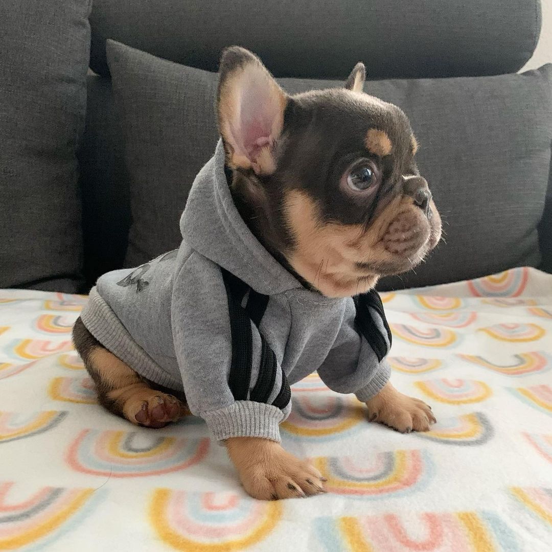 corgi frenchie mix corgi frenchie mix