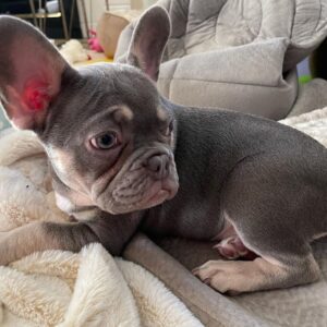 fawn brindle french bulldog