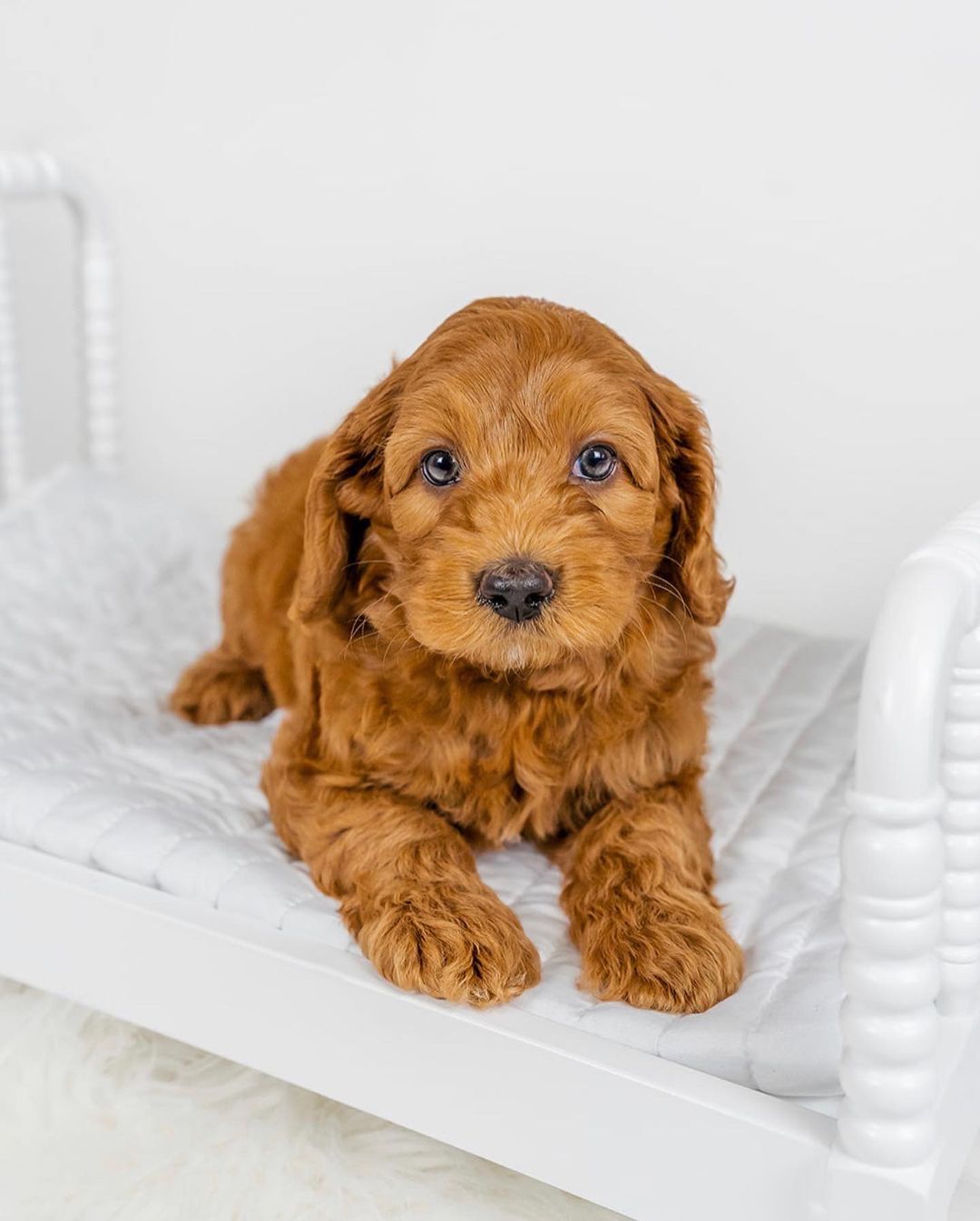 goldendoodle puppies for adoption