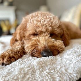 mini goldendoodle illinois