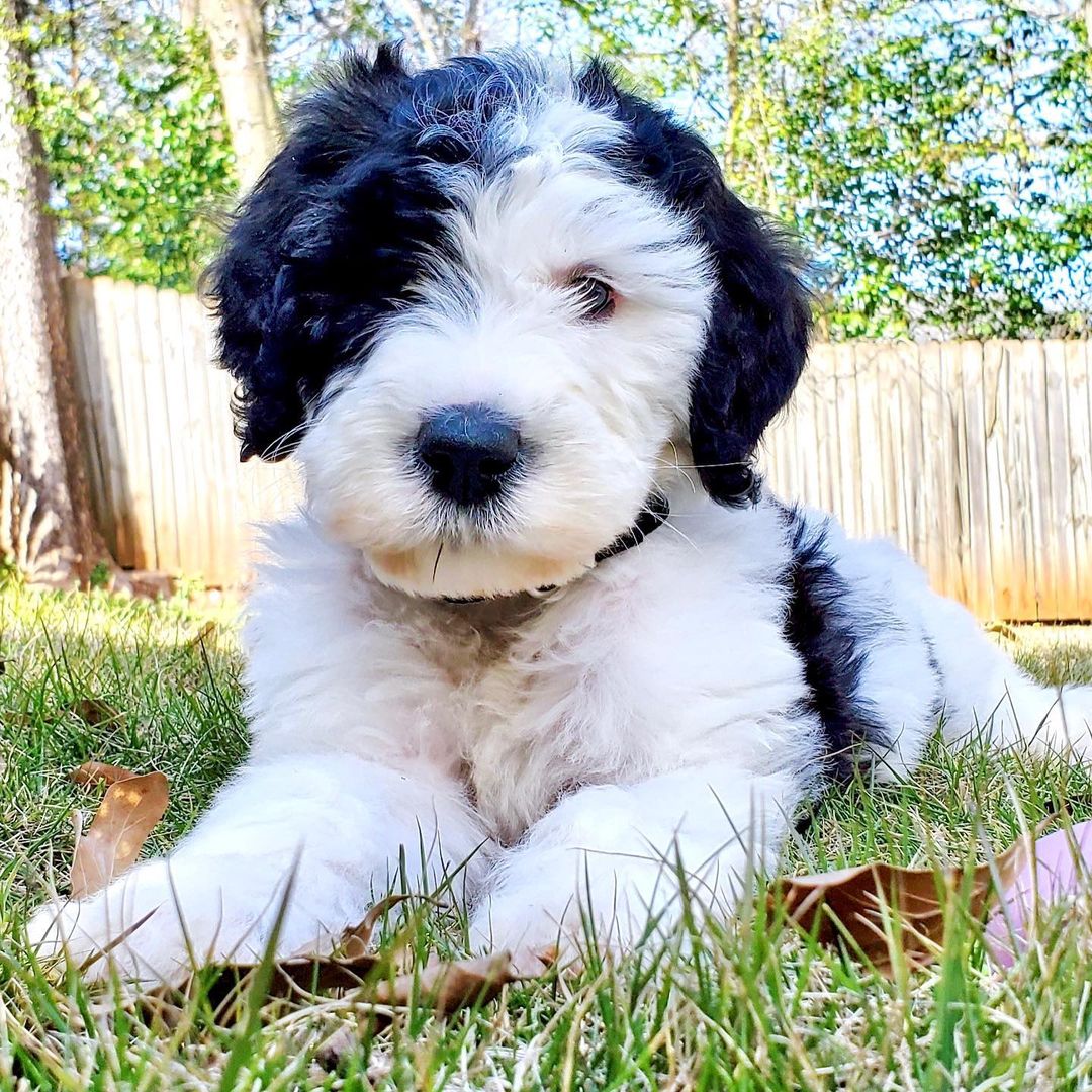 miniature goldendoodle for sale miniature goldendoodle for sale