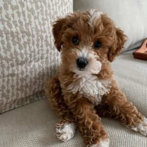 mini goldendoodle breeders near me