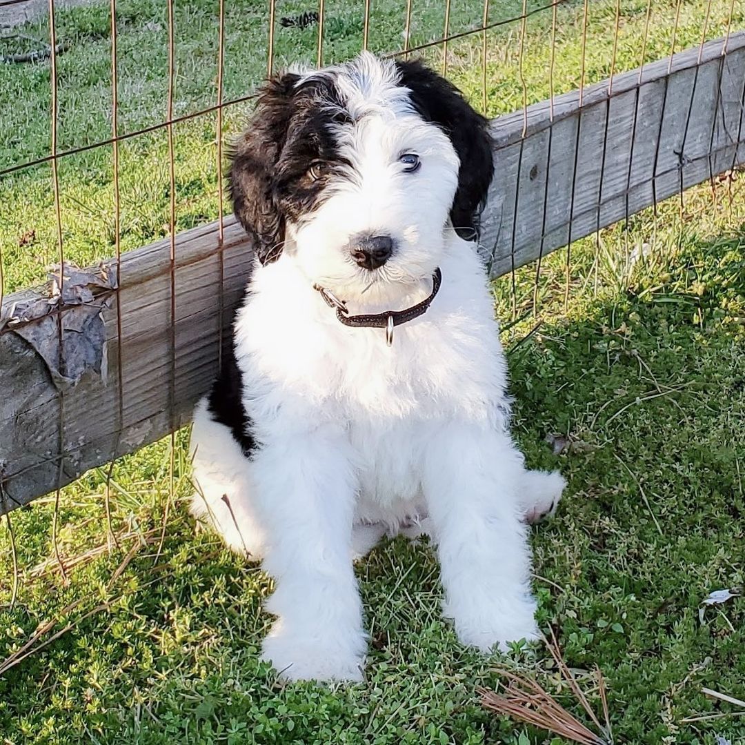 miniature goldendoodle for sale miniature goldendoodle for sale