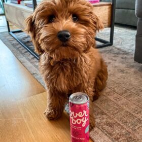 goldendoodle puppies for sale MD goldendoodle puppies for sale MD
