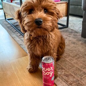 goldendoodle puppies for sale MD