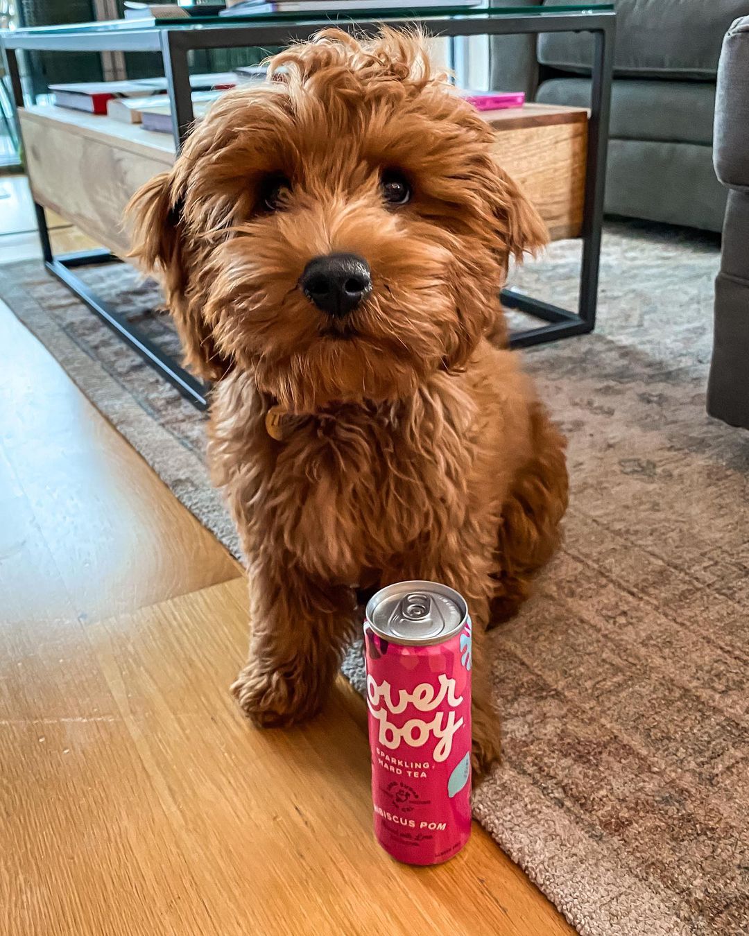 goldendoodle puppies for sale MD goldendoodle puppies for sale MD
