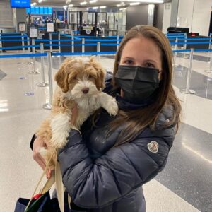 double doodles for sale