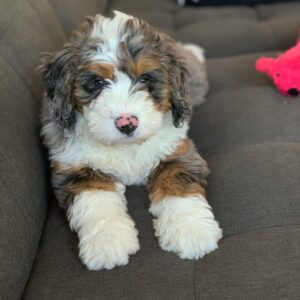 goldendoodle puppies for sale in nebraska