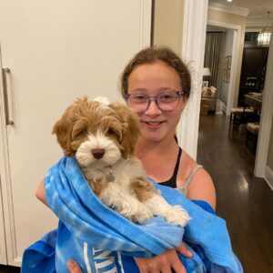 double doodles for sale