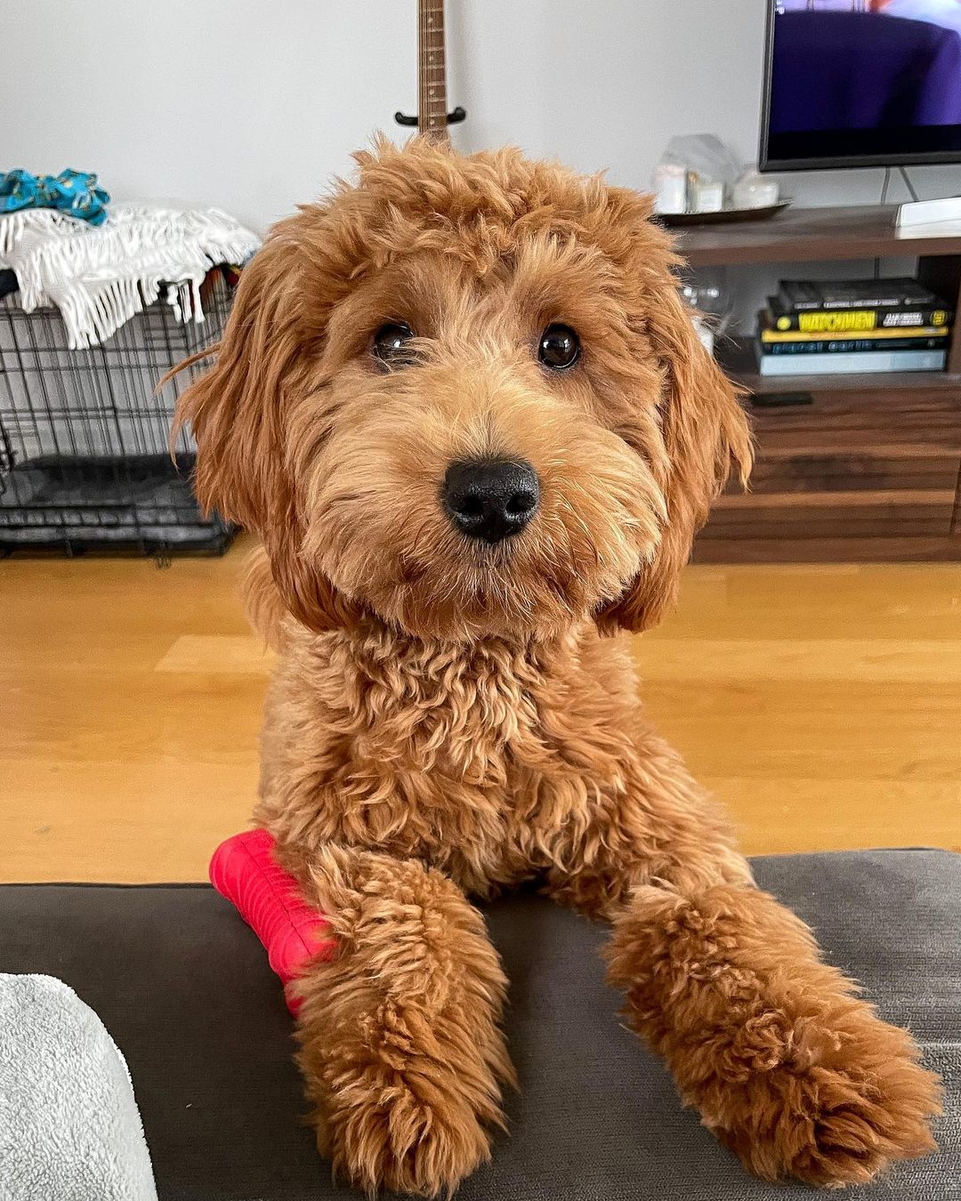 goldendoodle puppies for sale MD goldendoodle puppies for sale MD