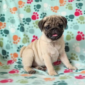 pug puppies for sale by owner