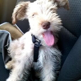 Standard schnauzer puppies for sale near me Standard schnauzer puppies for sale near me