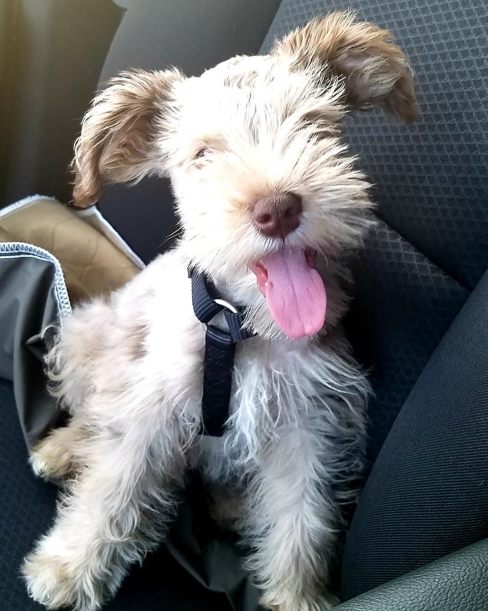 Standard schnauzer puppies for sale near me Standard schnauzer puppies for sale near me