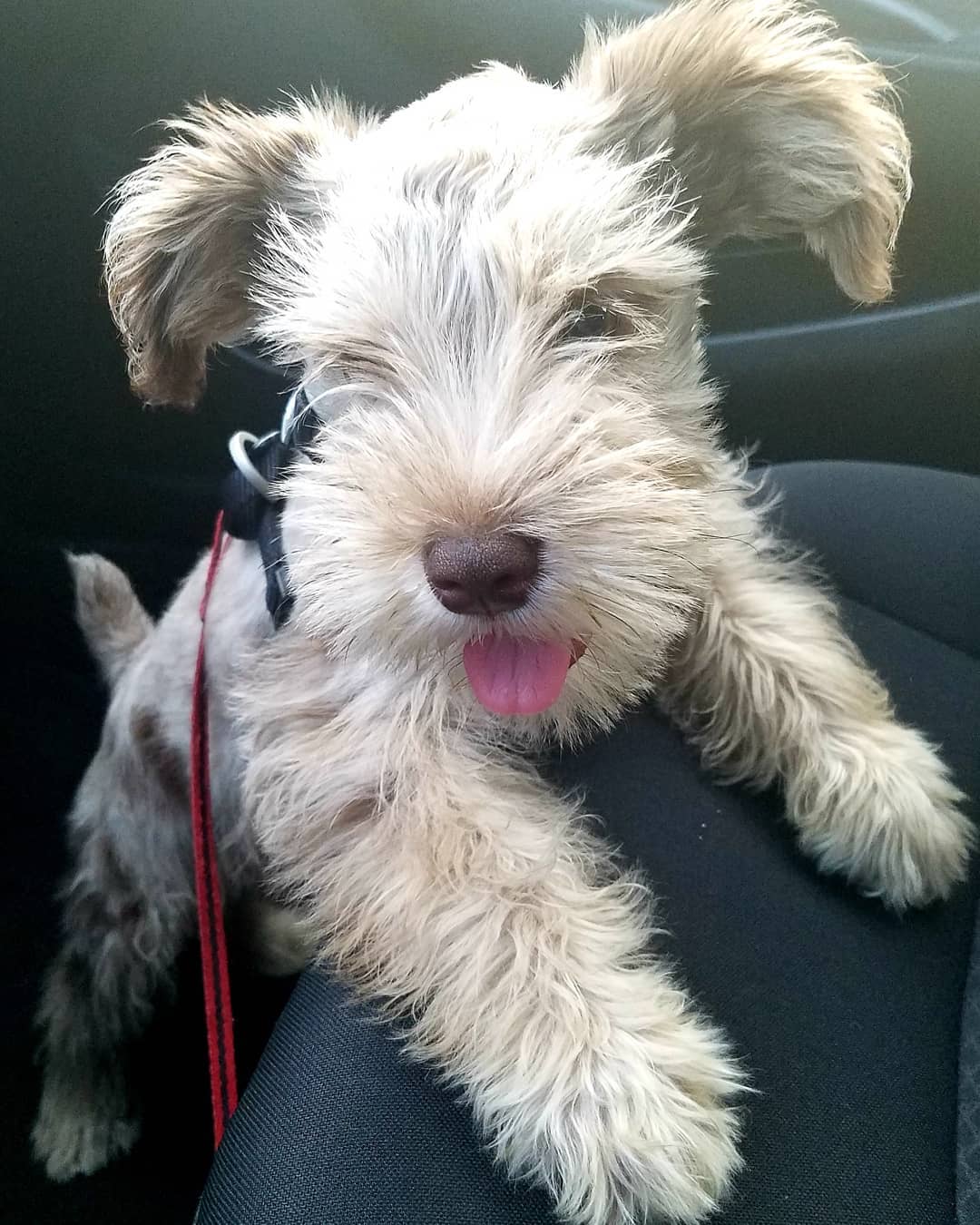 Standard schnauzer puppies for sale near me Standard schnauzer puppies for sale near me