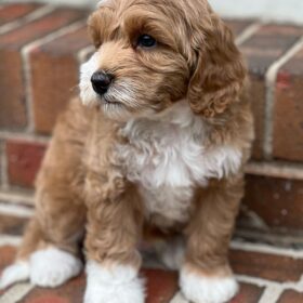 teddybear goldendoodles
