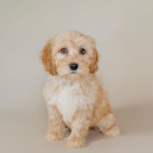 goldendoodle for sale
