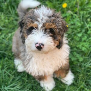 goldendoodle puppies for sale in nebraska