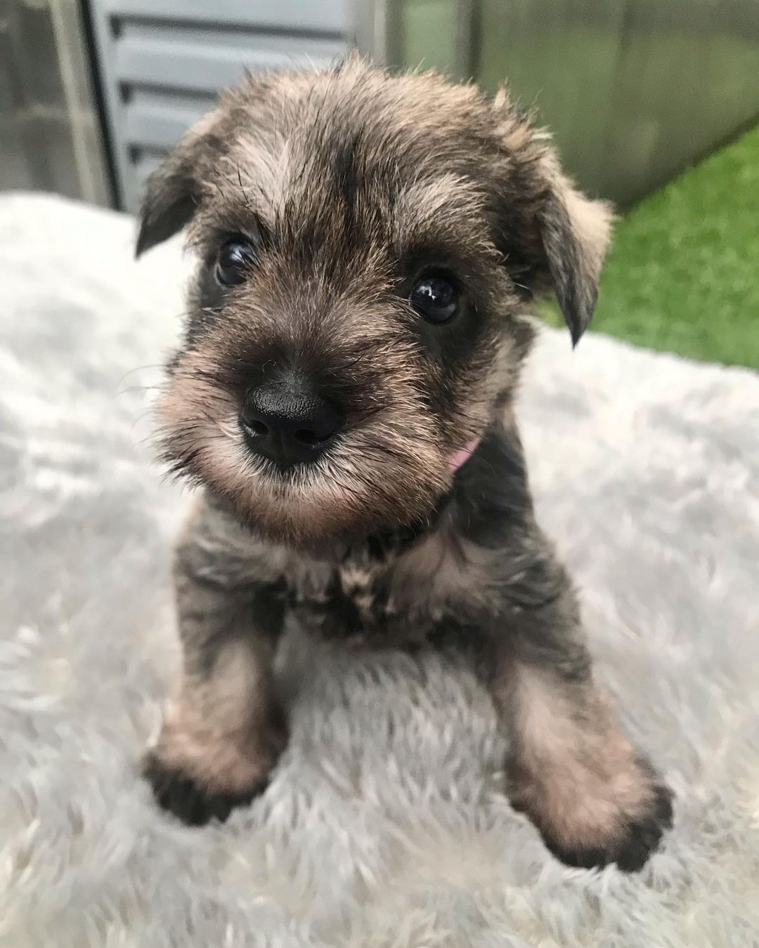 mini schnauzer puppies for sale near me mini schnauzer puppies for sale near me