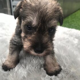 mini schnauzer puppies for sale near me mini schnauzer puppies for sale near me