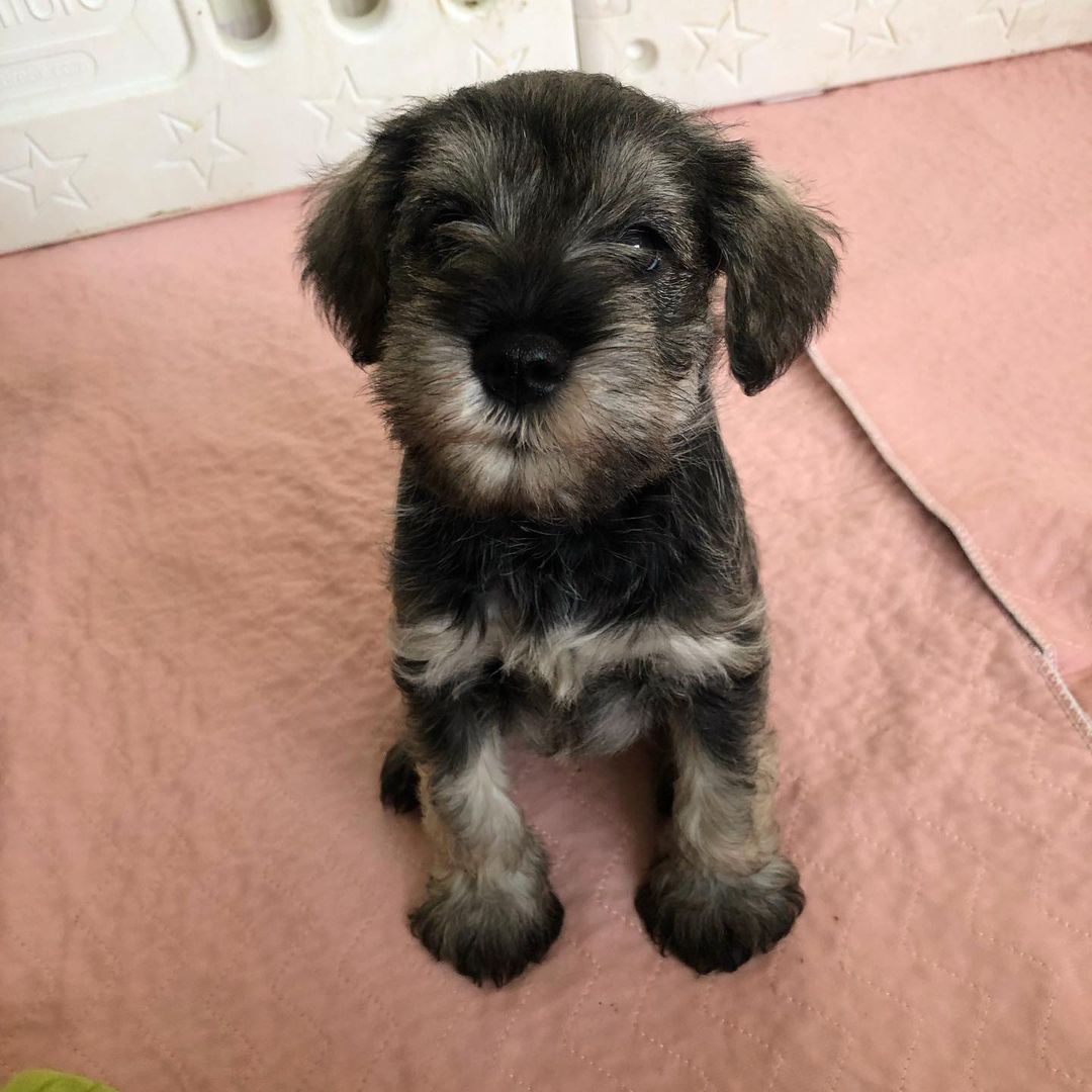 schnauzer price schnauzer price