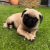 pug puppies for sale