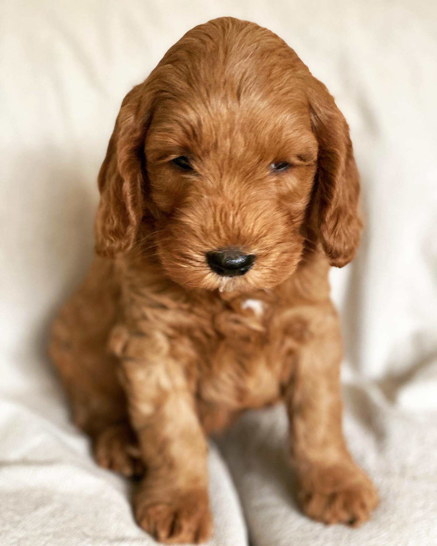 prestige_puppies_1652210117915863