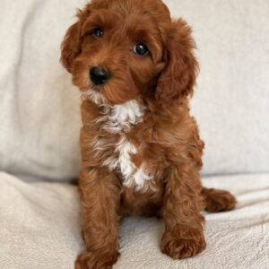 mini goldendoodle for sale near me
