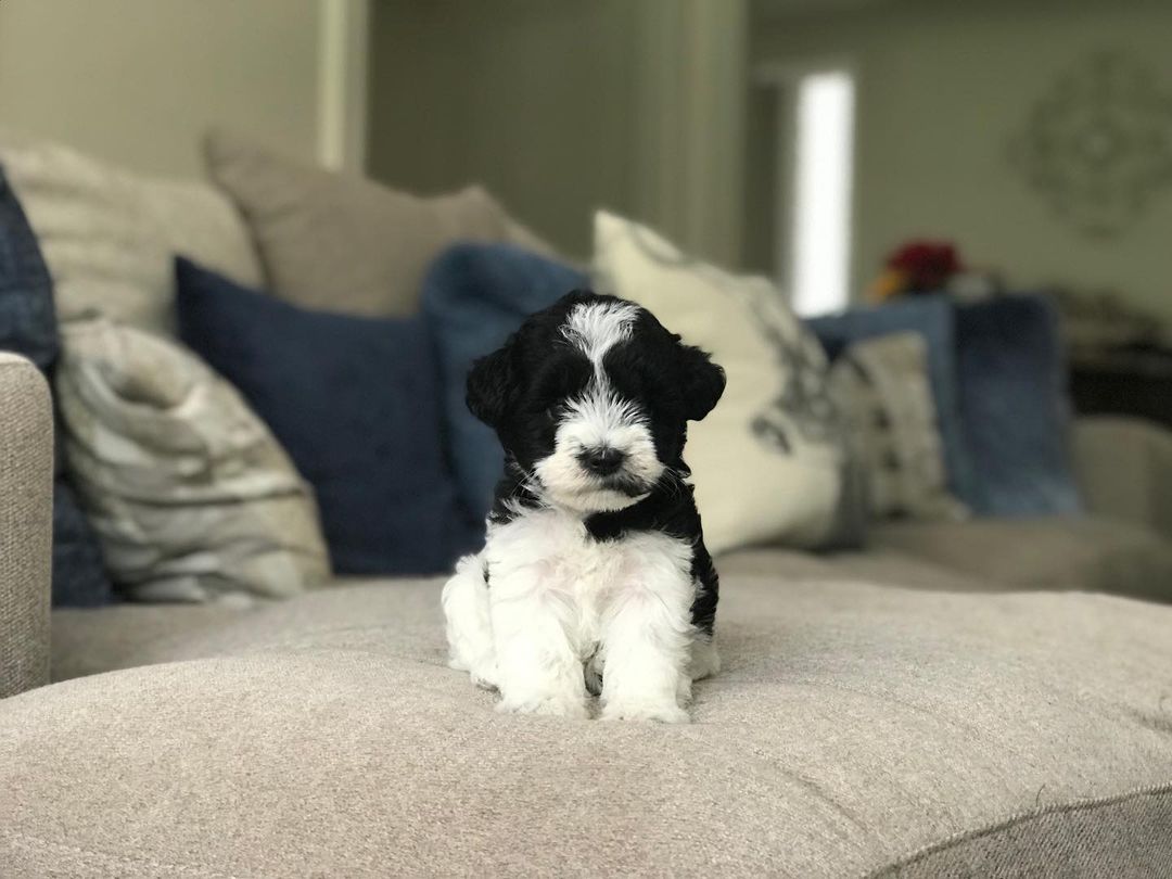 miniature schnauzers puppies for sale miniature schnauzers puppies for sale