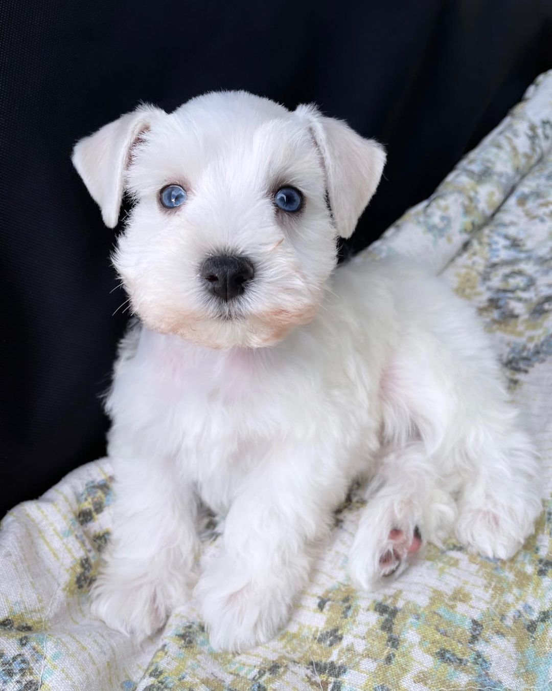 miniature schnauzer price miniature schnauzer price