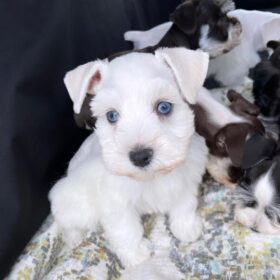 miniature schnauzer price