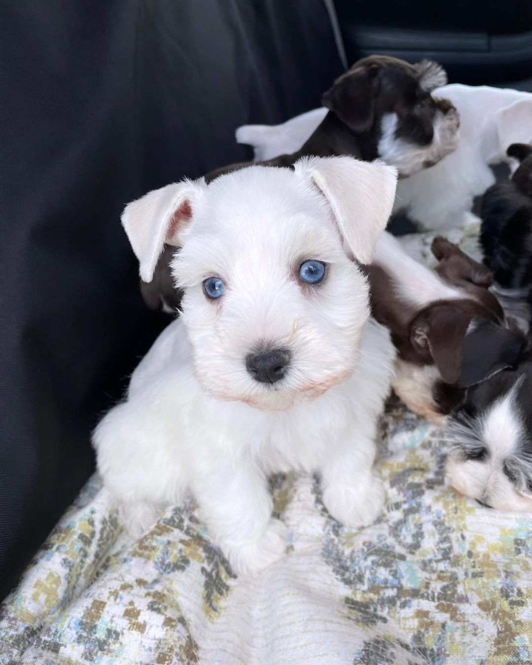 miniature schnauzer price miniature schnauzer price